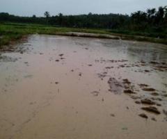 400 ft² – One Acre paddy land in Meenagadi Wayanad