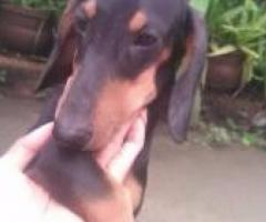 Black and Tan Dash/Dachund male at Kochi, Ernakulam, 6 month