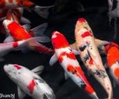 JAPANESE KOI NISHIGI KOI - Image 3