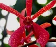 Orchid Annie Black Plants for Sale ,Trivandrum
