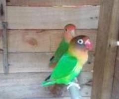 African lovebird for sale