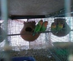 Breeding pair African love brid for sale