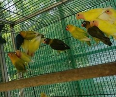 Home breed African love birds for sale.