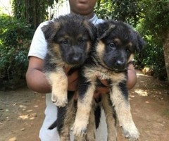 German puppies