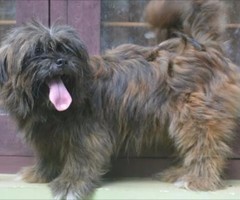 Lhasa apso female dog at kottarakkara, Ayoor