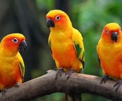 Sun conure breeding pair