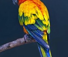 parrot and macaws available