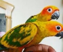 Breeding Sun Conure pair available