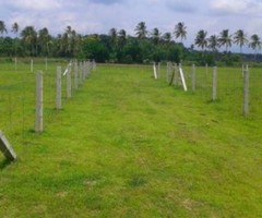 436 ft² – Fenced House plots in Elappully, at Rs.70000/Cent Negotiable.