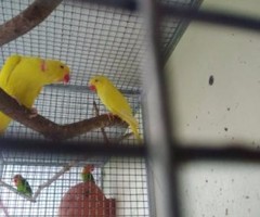Indian yellow ring neck parrot