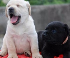 Male & Female Labrador Puppies