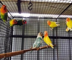 Homebreed african lovebirds