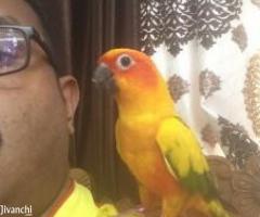 Termed sun conure - Image 1