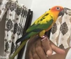 Termed sun conure - Image 2