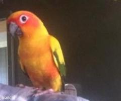 Termed sun conure - Image 3