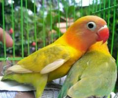 African lovebird for sale - Image 1