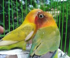 African lovebird for sale - Image 2