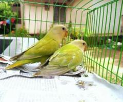African lovebird for sale - Image 3