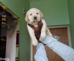 High Quality Labrador Puppies - Image 1