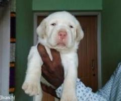 High Quality Labrador Puppies - Image 2