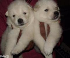 Pomeranian Puppies Available For Sale