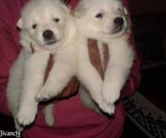 Pomeranian Puppies Available For Sale - Image 2
