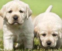 Original Labrador Puppies For Sale - Image 1