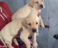 Original Labrador Puppies For Sale - Image 2