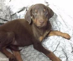 Doberman 35days old female puppy for sale