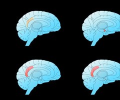 https://www.healthzbless.com/be-focused-brain/