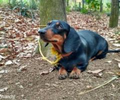 2 female dachshund dogs for sale