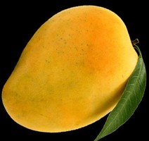 Ratnagiri & Devgad Alphonso Mangoes Online