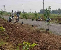 22 ft² – Sandalwood Plantation - Donakonda, Prakasam, Andh