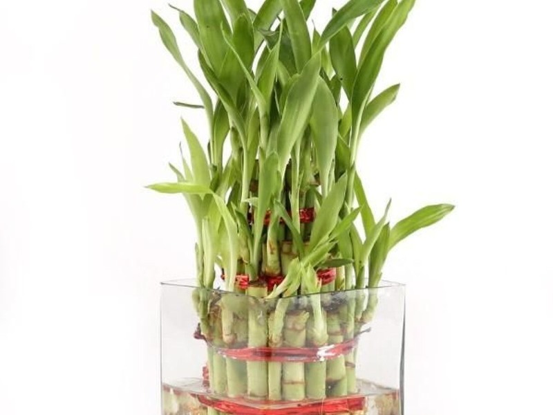 Greenium - 3 Layer Lucky Bamboo In Square Glass Pot - 1