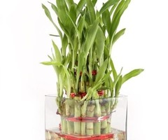 Greenium - 3 Layer Lucky Bamboo In Square Glass Pot