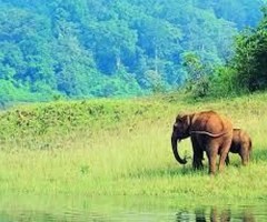 Wildlife Tour packages