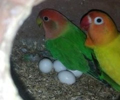 African love birds - Image 1