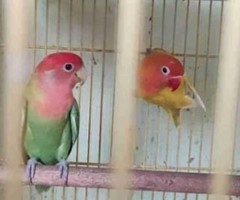 African love birds - Image 2