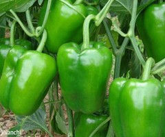 Buy Farm Fresh 500 Gram Green capsicum tomato online