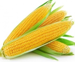 Buy Farm Fresh American sweet corn 1 Piece online