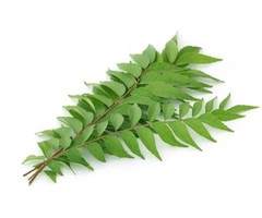 Farm Fresh Organic Curry Leaves 1 Bunch | 20-30 Gram| Buy online