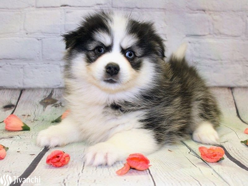 Adorable Pomsky puppies for sale - 1