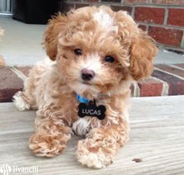 Cute toy poodle puppies available for sale - 1