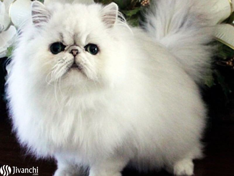 Adorable Persian Kittens available now - 1