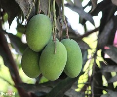 5445 ft² – MANGO GARDEN PLOTS 605 SQ YDS - Image 2