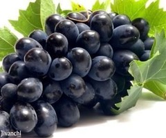 Top Best Fresh Grapes Fruit Importers in India - IG Internationa